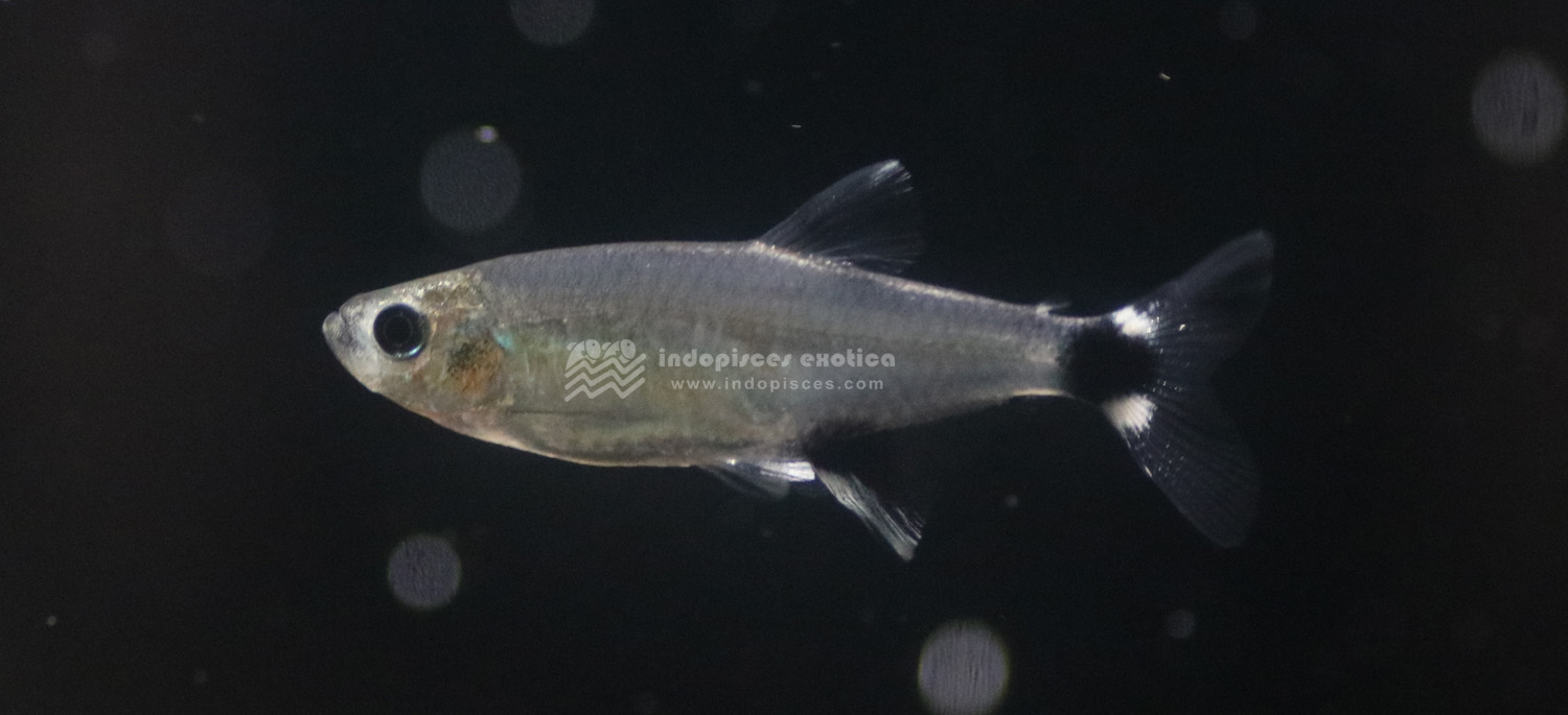 Aphyocharax Paraguensis